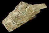 Fossil Fish (Ichthyodectes) Caudal Vertebrae - Kansas #146363-2